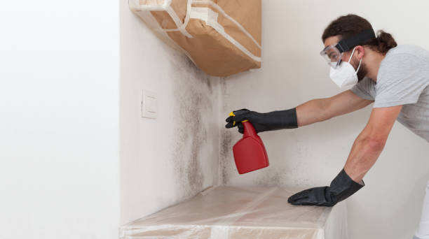 Professional Basement Mold Removal technician working in College Park, MD